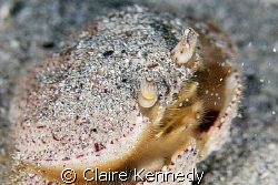 Frederikstad Pier, sand crab, crab, little crab,  This wa... by Claire Kennedy 
